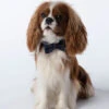 ARRAN MIST DAPPER DOG BOW TIE 1 ARRAN MIST DAPPER DOG BOW TIE -Scottish Clothing Store Dapper Dog Bow Tie KC