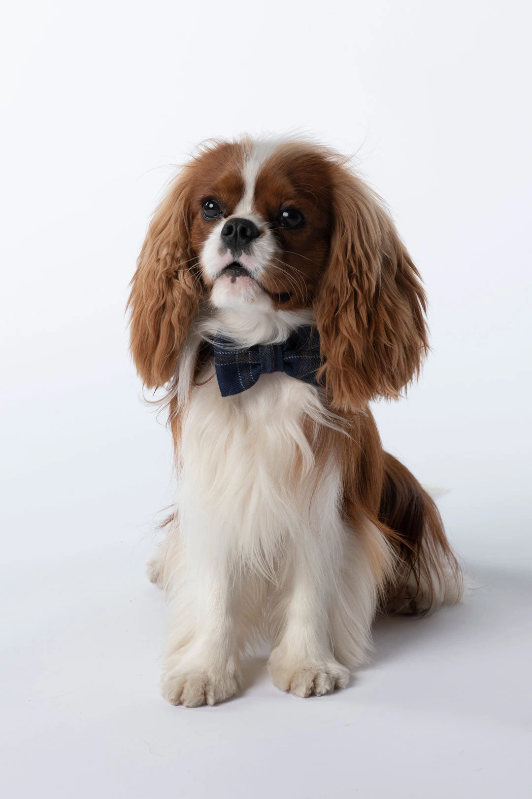 ARRAN MIST DAPPER DOG BOW TIE 3 ARRAN MIST DAPPER DOG BOW TIE