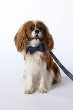 ARRAN MIST DOG ACCESSORIES BUNDLE