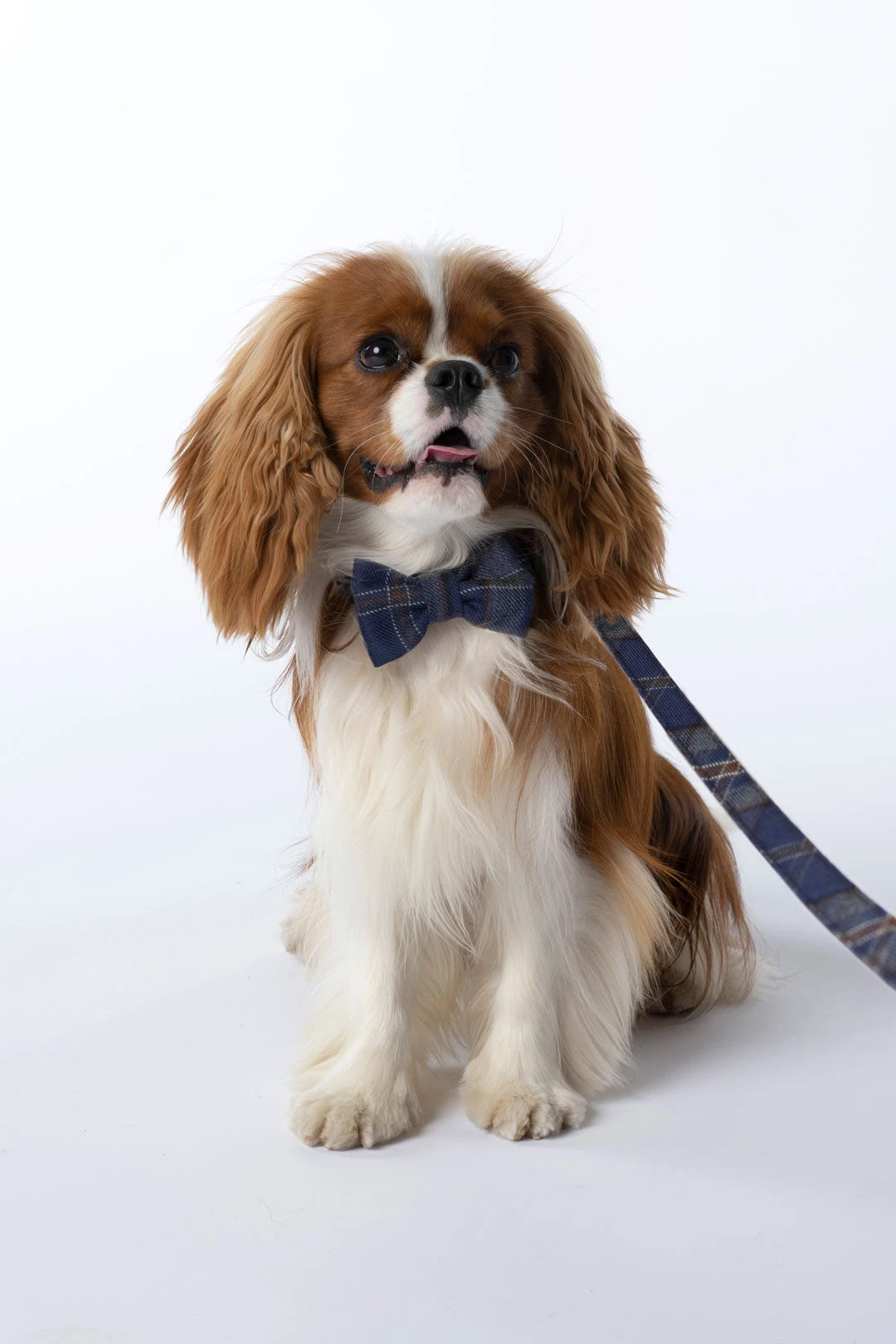 ARRAN MIST DOG ACCESSORIES BUNDLE 3 ARRAN MIST DOG ACCESSORIES BUNDLE