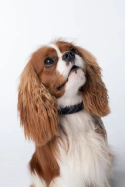 ARRAN MIST TARTAN DOG COLLARS